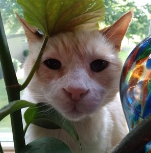 Meet your Posher, Athena